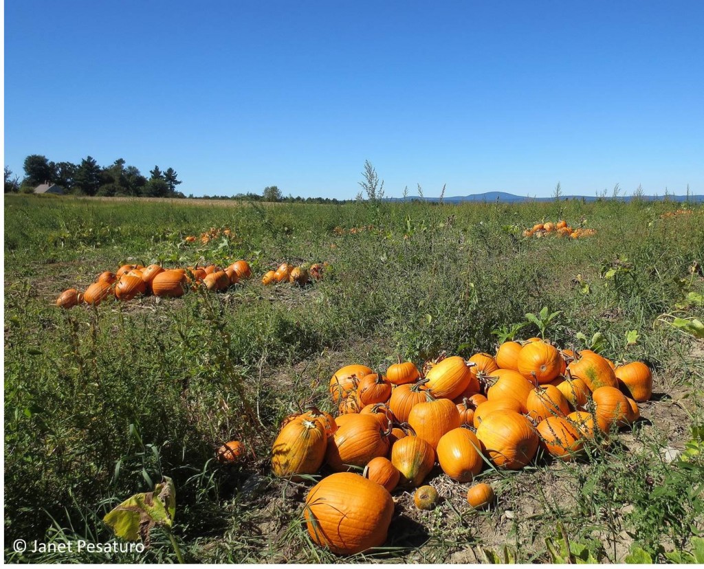 Pumpkins have been placed in piles, waiting to be sold and carved into Jack o'lanterns