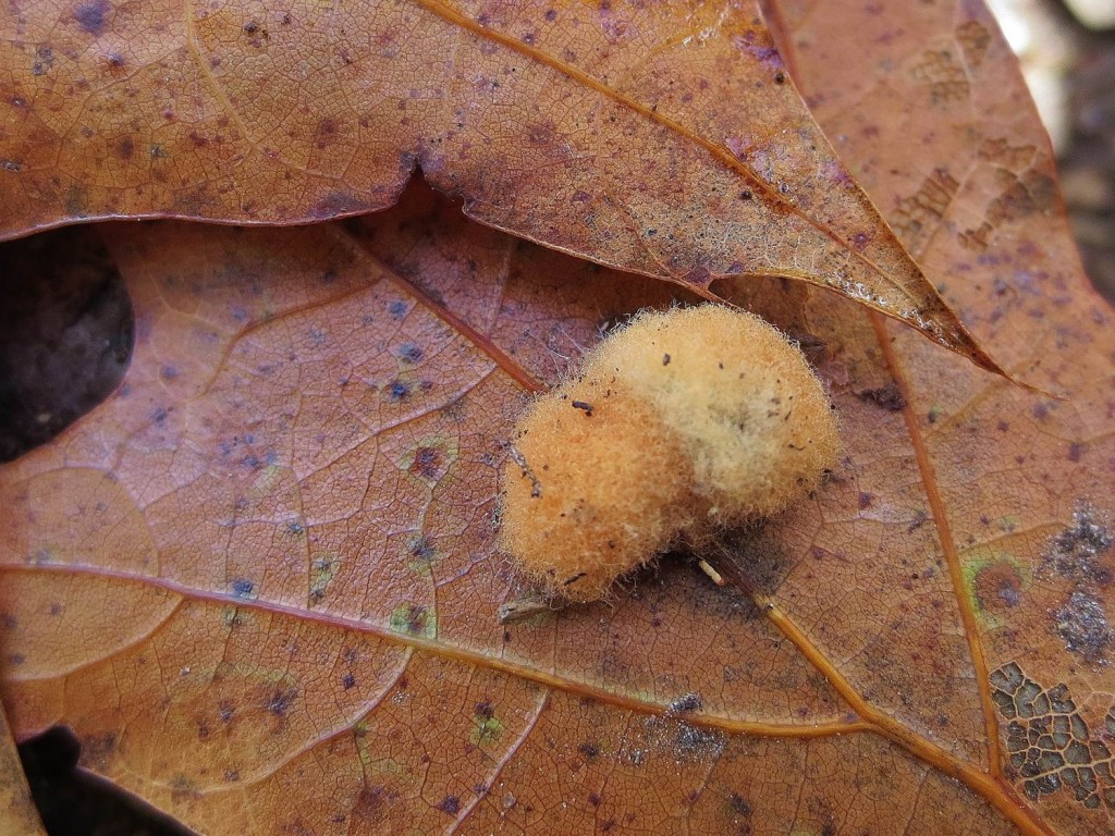 Woolly oak gall, Callirhytis lanata, on red oak leaf