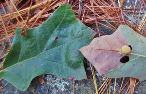 Woolly oak gall on scrub oak