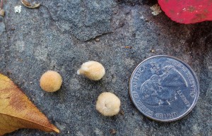 Woolly oak galls with quarter for scale