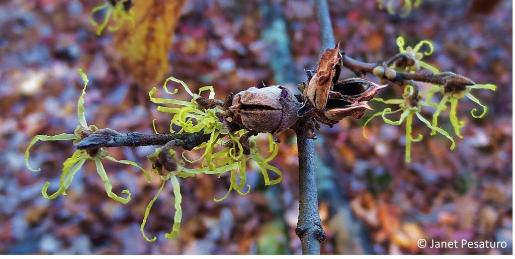 A beautiful cluster of witch hazel fruit capsules and flowers
