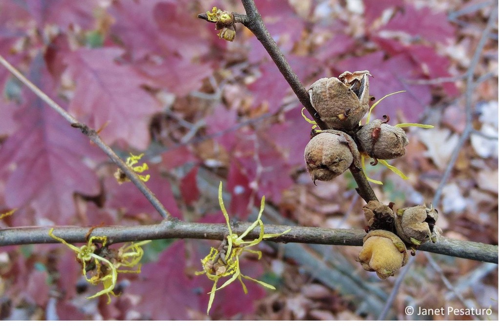 Witch hazel flowers and fruit capsules contrast beautifully with the russet backdrop of fallen oak leaves.