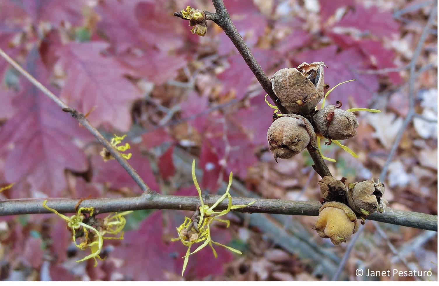 Witch Hazel Tree hamamelis Virginiana Seeds 