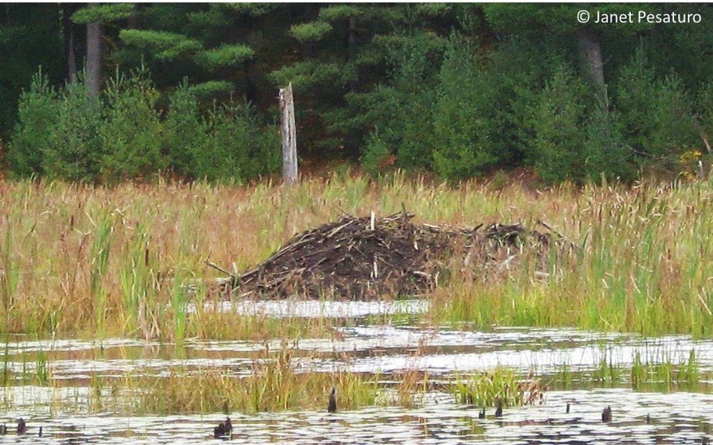 This beaver lodge built of branches is well plastered with mud.