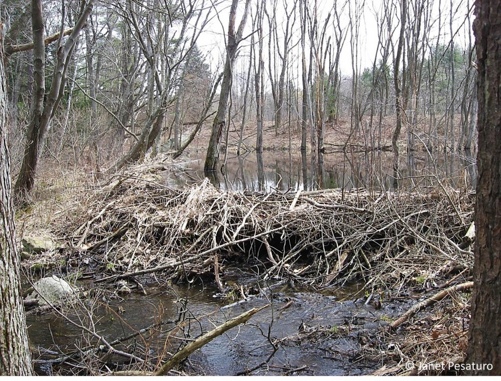 Look behind the beaver dam to see the new pond. The trees in that pond will gradually die and eventually fall.