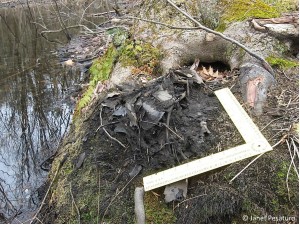 A beaver pushed pond debris onto the shore to create this scent mound. The ruler shows approximate size of this mound, but they can be much larger.