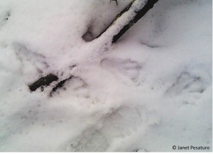 Beaver tracks in snow. See how large they are by comparing them to my boot track at bottom.