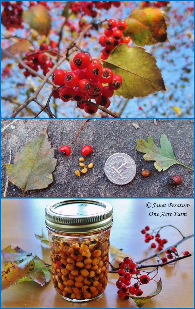 Hawthorn Berries: Identify, Harvest, and Make and Extract