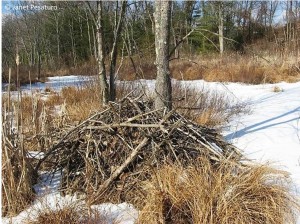 Abandoned beaver lodge has lost its mud plaster.