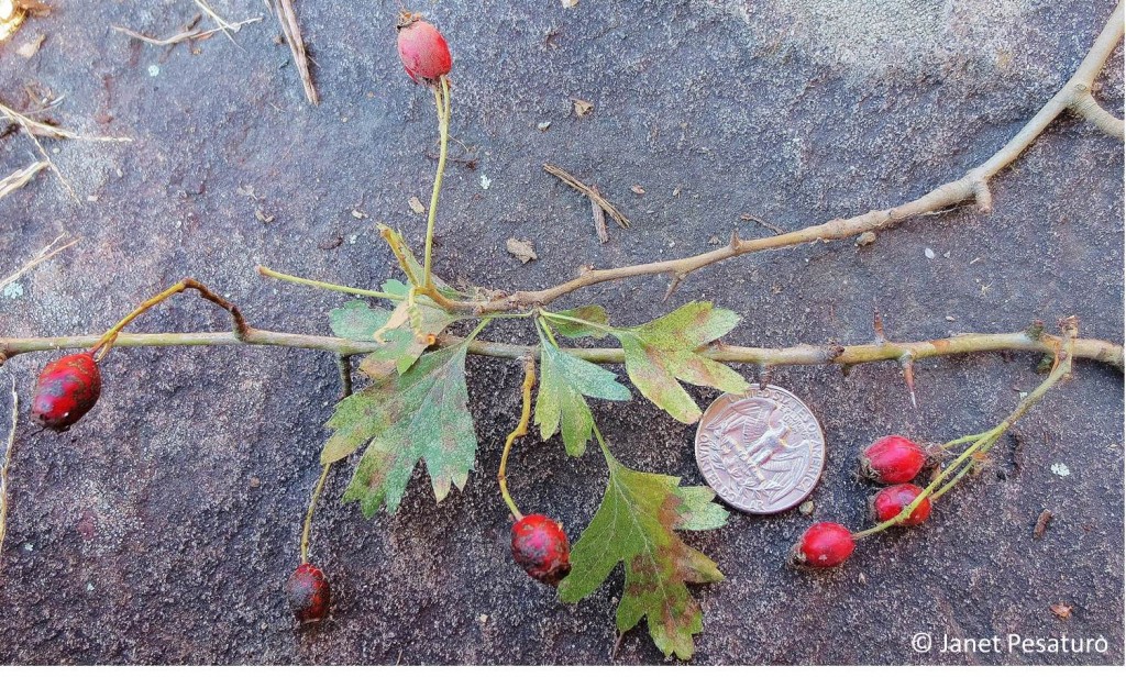 Single-seeded hawthorn (Crataegus monogyna) berries, leaves, and thorns