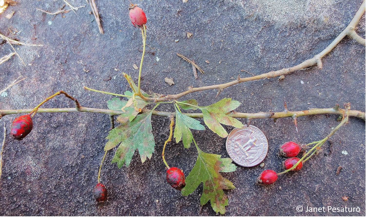 Hawthorn Berries Identify Harvest And Make An Extract