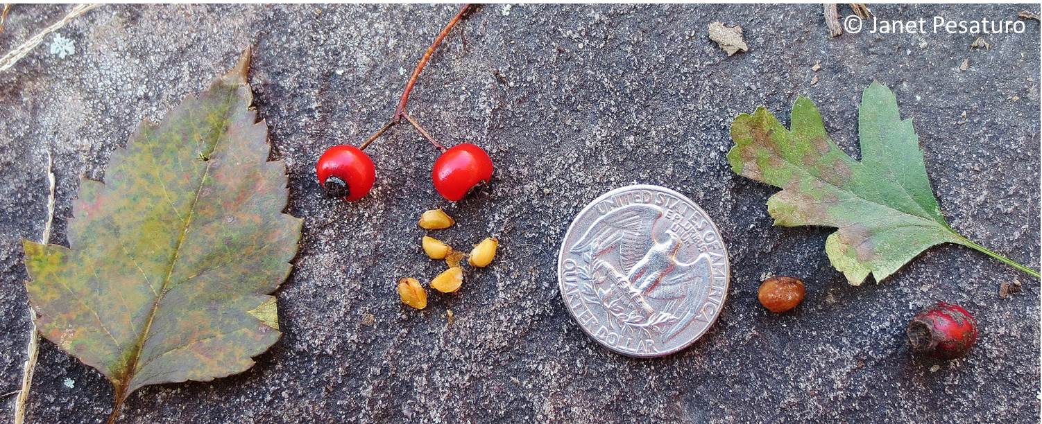 indian hawthorn berries poisonous to dogs