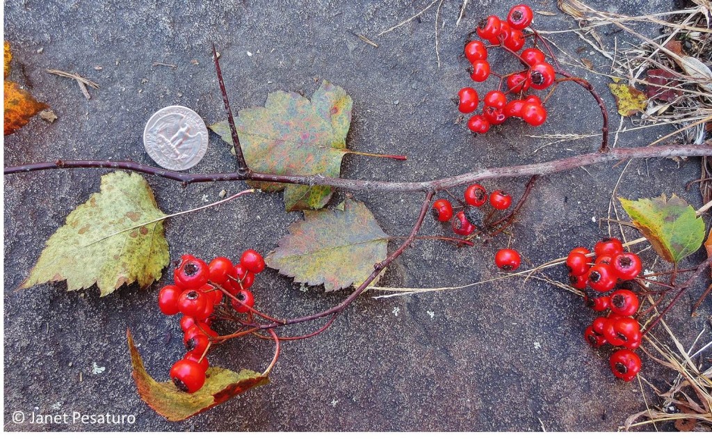 Washington hawthorn (Crataegus phaenopyrum): berries, leaves, and thorns