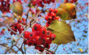 Washington hawthorn loaded with berries