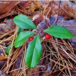 Wintergreen, Gaultheria procumbens
