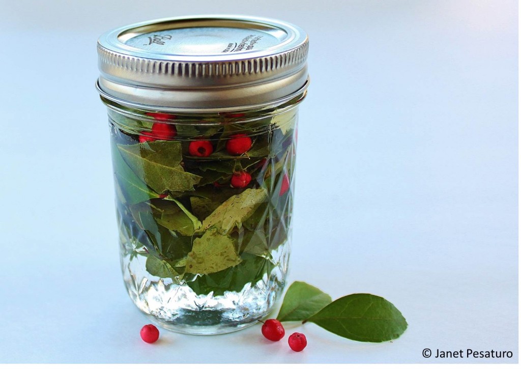 Wintergreen extract in progress: crushed leaves in vodka, with a few berries for color