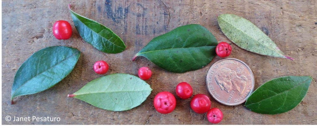 Wintergreen leaves and berries, with quarter for scale