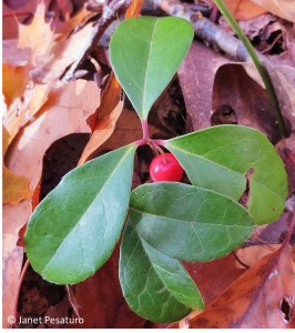 Wintergreen in a mixed oak forest