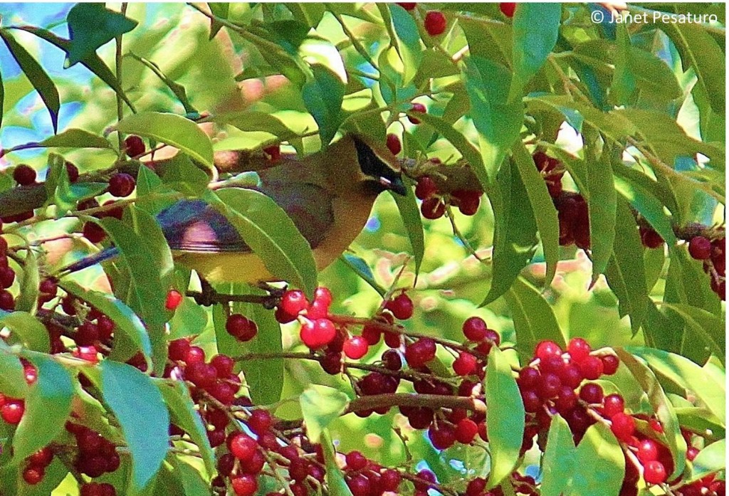 This cedar waxwing was feeding on autumnberries as I was gathering some.