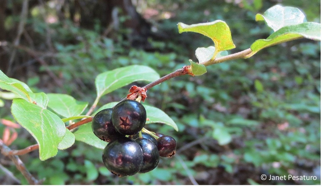 Wild huckleberries and blueberries of all kinds are common in my area, so I gather a lot of them every summer. This is black huckleberry, Gaylussacia baccata.