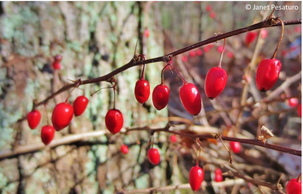 Japanese barberry, Berberis Thunbergii, is invasive in parts of the US, but the berries make an excellent jelly, and the boiling process kills the seeds.