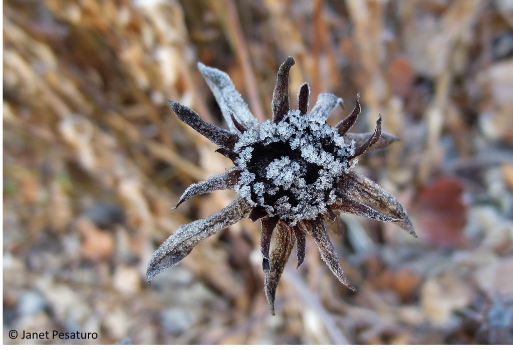 Black-eyed Susan seed head from which a few seeds have been removed by a bird.
