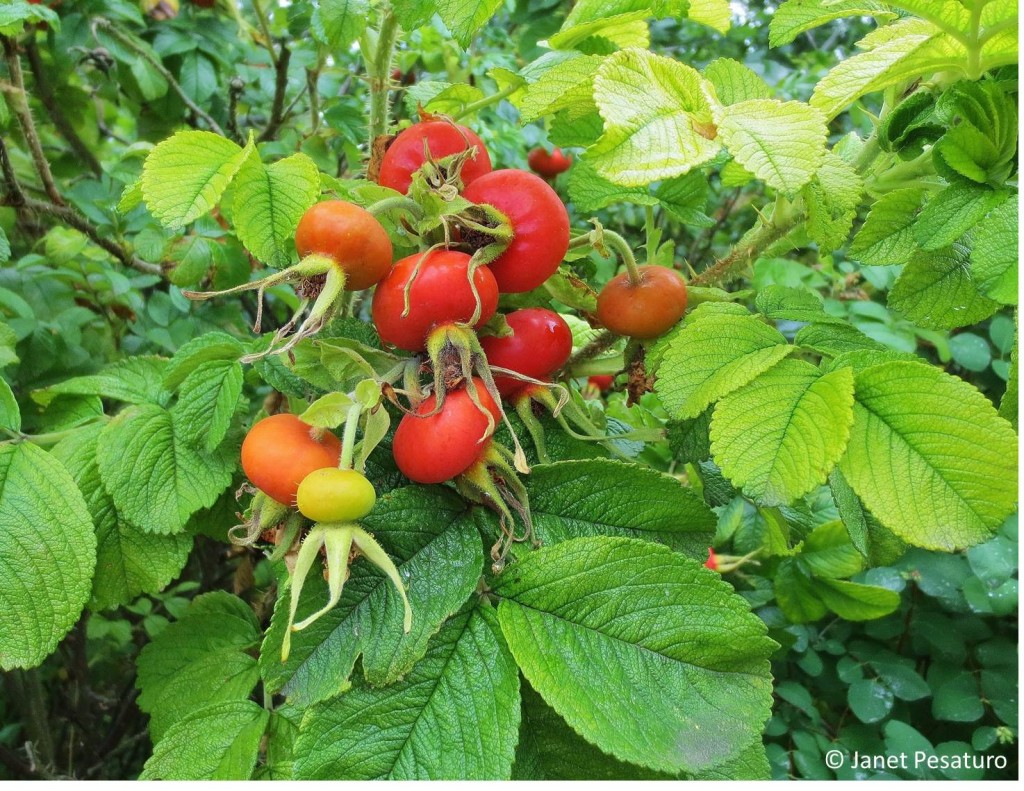 Native to Asia, the rugosa rose is invasive in some areas, especially the seashores of Northern Europe, but also in parts of the US. It's best to forage for the hips where it already grows, and resist the temptation to plant more of it,