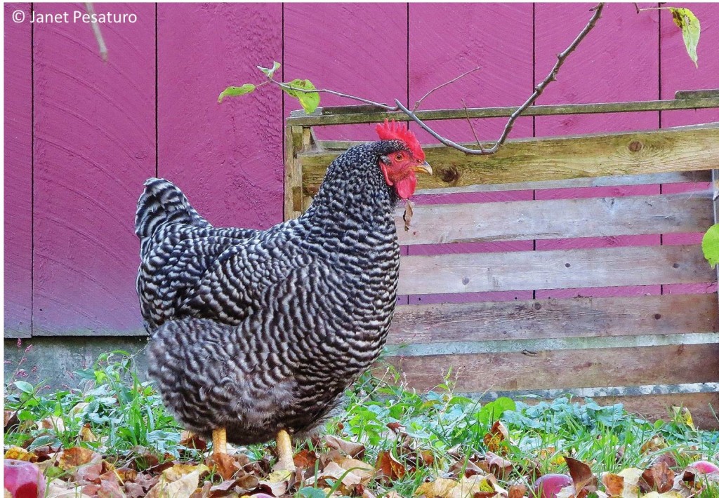 In winter, the points of this hens comb become white and shriveled, and sometimes tiny, black spots appear. These are early signs of frostbite.