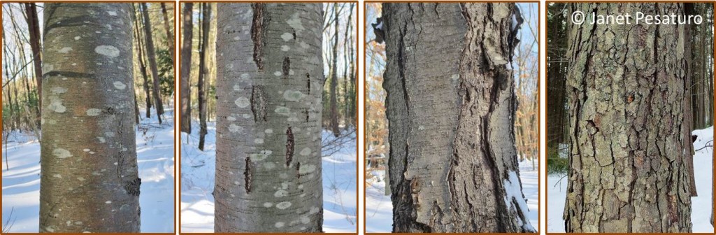 Bark of sweet birch, youngest to oldest, from left to right.