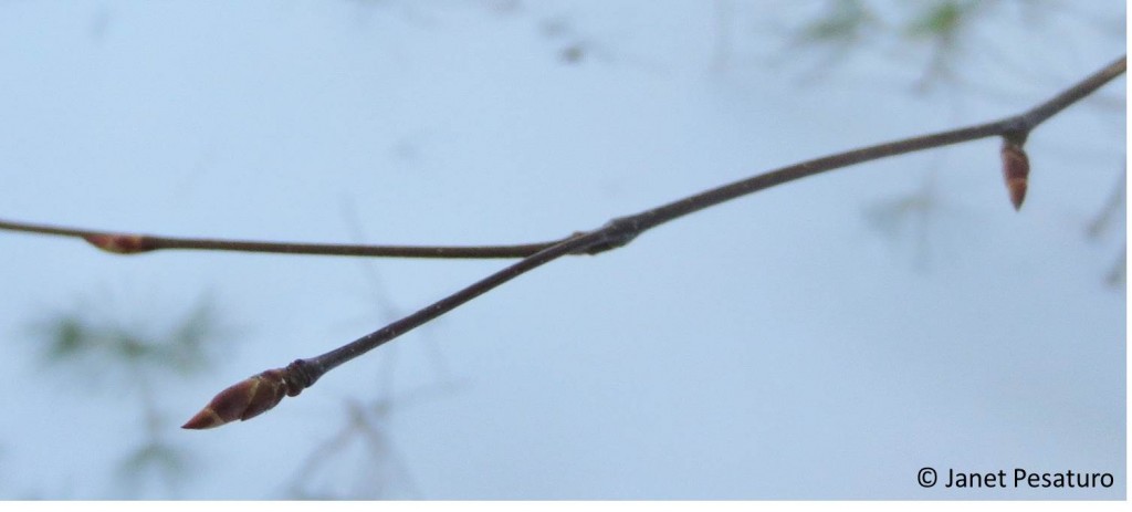 Long, pointy buds of sweet birch