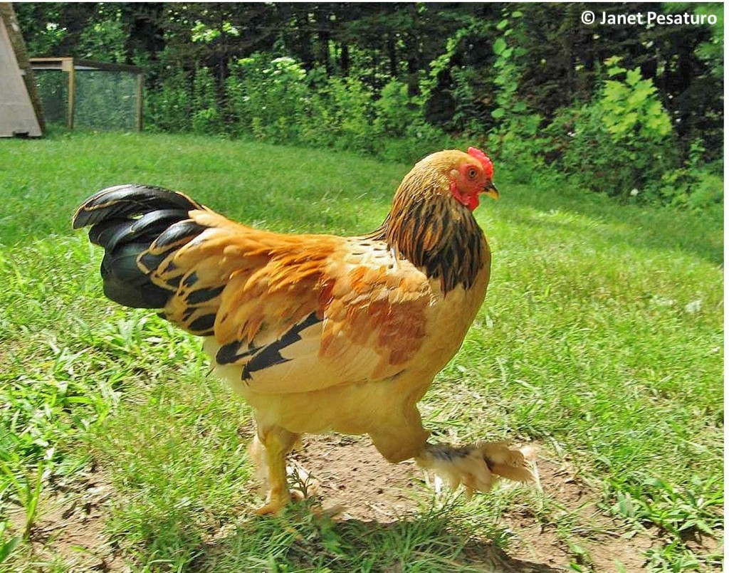 Prevent frostbite of chicken combs by selecting breeds, like this bantam Brahma, with low, thick combs.