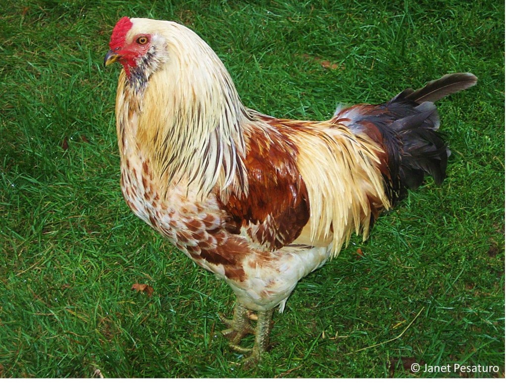 Easter Eggers like this rooster have small, low, thick combs and tiny wattles, making them unlikely victims of frostbite.