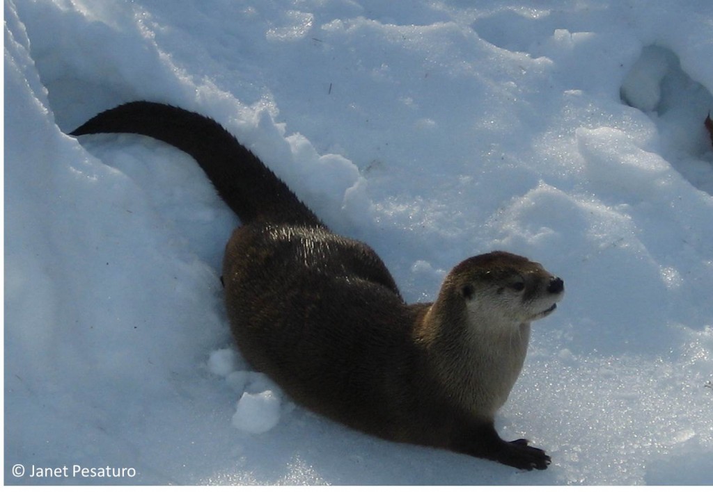 North American river otter, Lontra canadensis, in captivity. Learn the basics of river otter tracks and sign in this article, so you can track them in the wild.