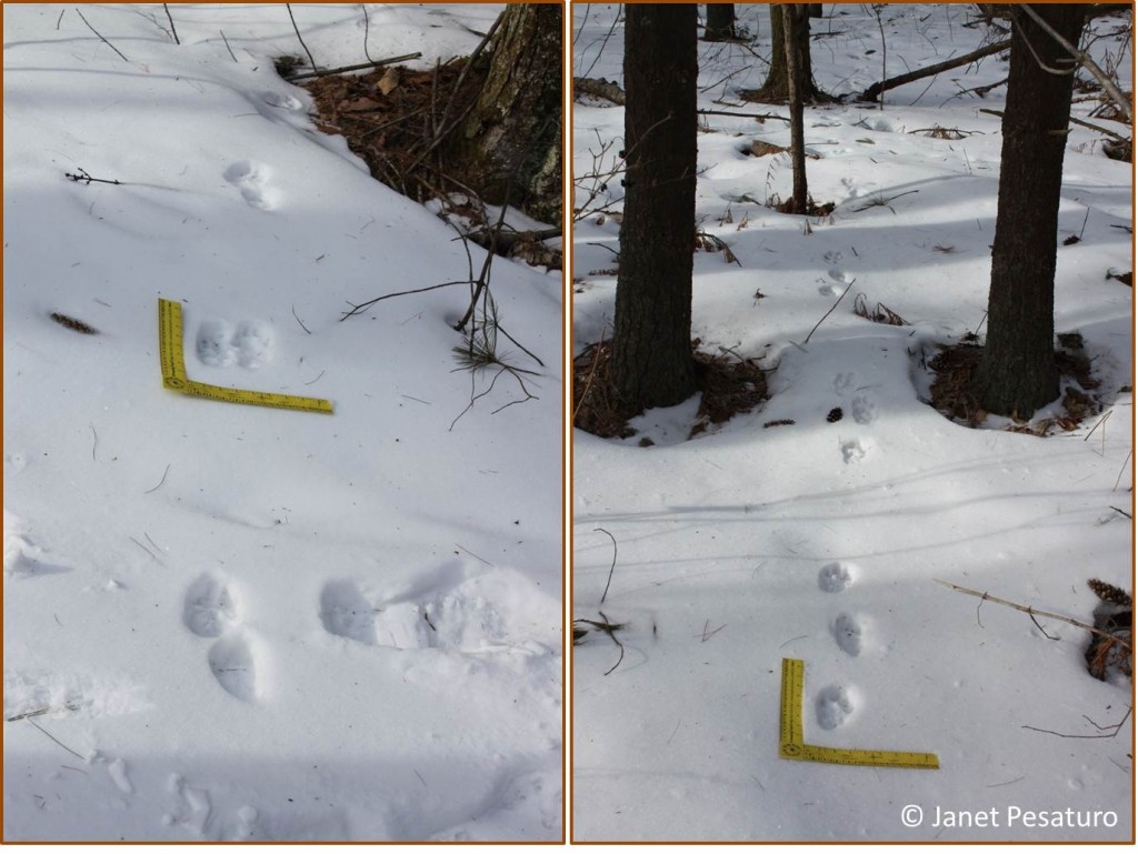 Otter trails: A 2-2 pattern on left, and a 3-4 pattern on right.