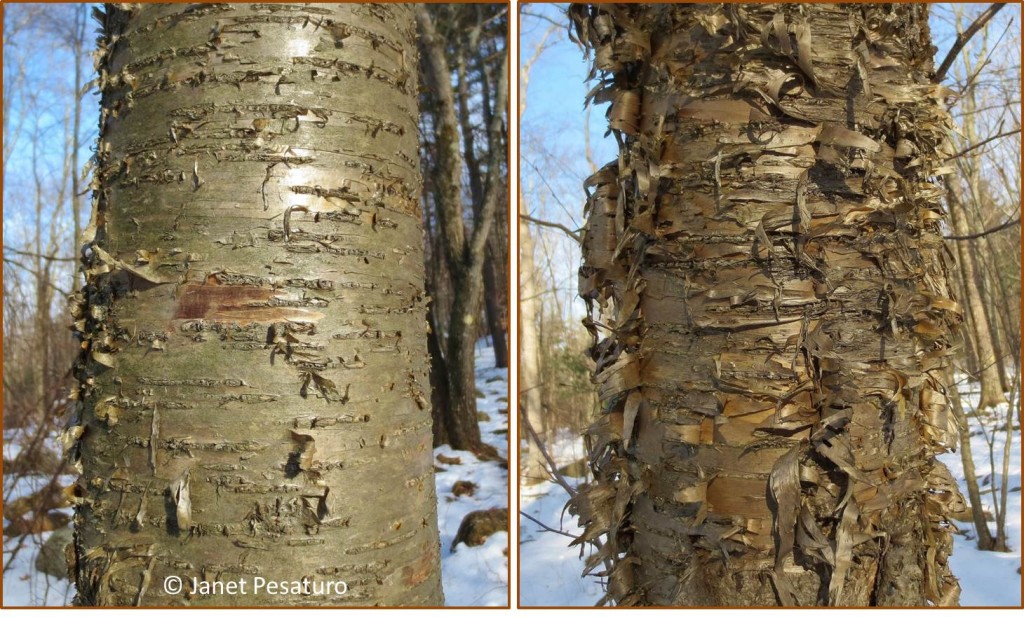 Yellow birch bark. The bark of the older tree on the right has many more peeling curls.