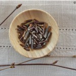 Yellow birch twigs have been chopped into small pieces and will be used to make wintergreen extract.