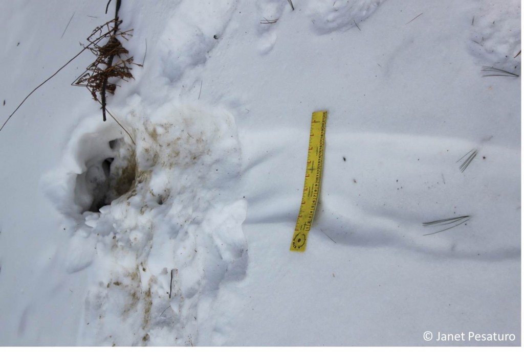 Here is where an otter slid through a hole in the ice and into the water.