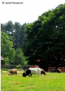 A billy goat shares a pasture with a flock of sheep at a small farm in Massachusetts.