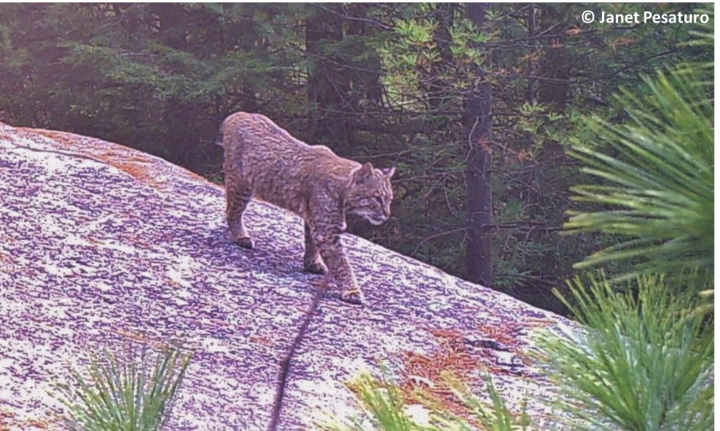 Bobcat photographed by my wildlife camera in central MA