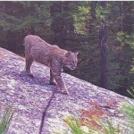 Bobcat photographed by wildlife camera in central MA