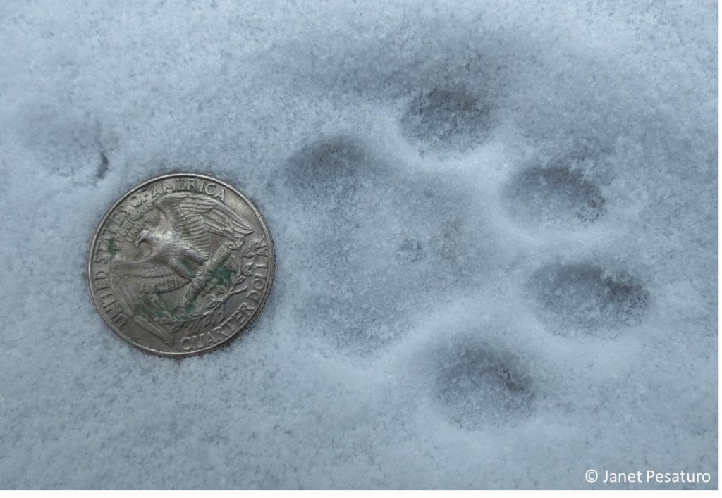 Clear bobcat tracks like this one are always exciting to find.
