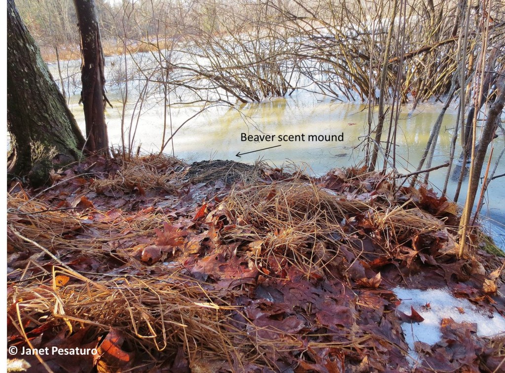 View of beaver scent mound from wildlife camera. The view is large enough to capture animals approaching by land or water, and photos can be cropped if necessary.