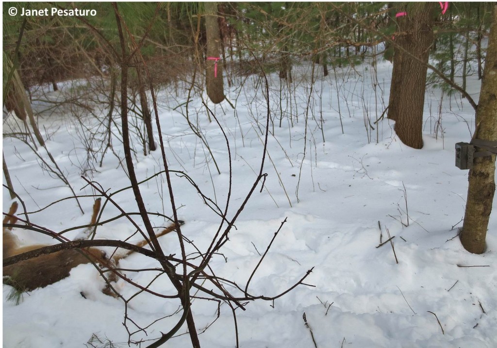 Example of how to set up a camera trap. The camera, at right, is about 6 feet away from a road killed deer, at left.