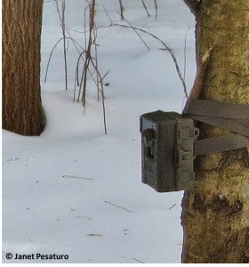 Here, I jammed a stick between the camera and the tree, to make the camera point exactly as I wanted it.