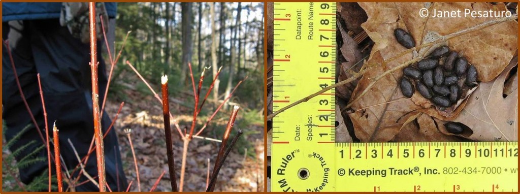Left: ragged ends of the twigs are sign of deer or moose feeding. Right: deer scat