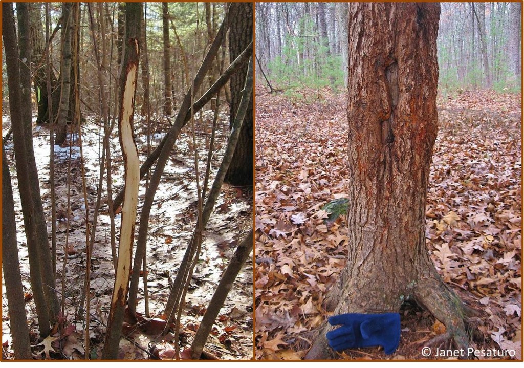 Bucks rub their antlers against small trees, and studies suggest that smaller deer choose smaller trees, such as the one on the left. The tree on the right is quite large for a rub, which probably indicates large buck.