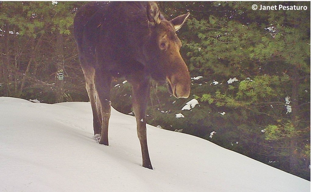 Not expecting photos of moose, I had positioned the camera which took this photo to capture shorter animals, such as the bobcat in the photo at the top of the page.