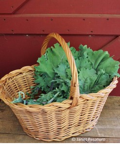 A harvest of Red Russian kale