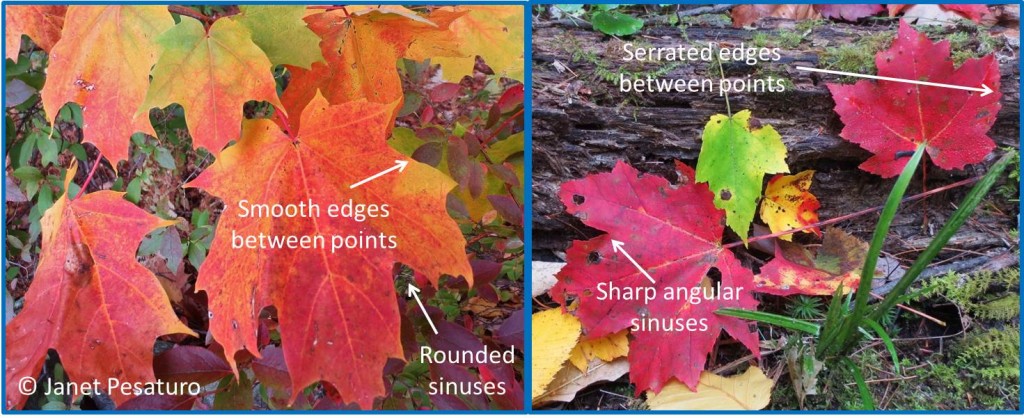 Sugar maple leaves (left) have rounded sinuses and smooth edges between the main points. Red maple leaves (right) have angular sinuses and serrated edges.
