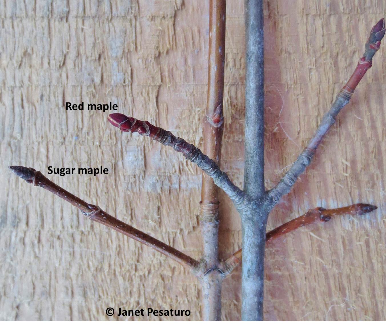 3 Ways to Identify Sugar Maple Trees - wikiHow
